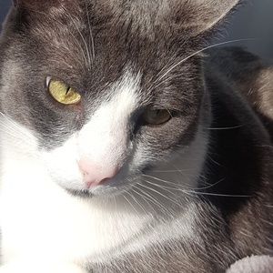 Meet your Posher, Bella